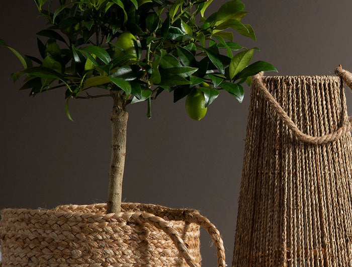 <h2>Kurv nå kun 149.-</h2>