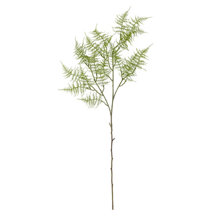 Fern bregne, 89cm