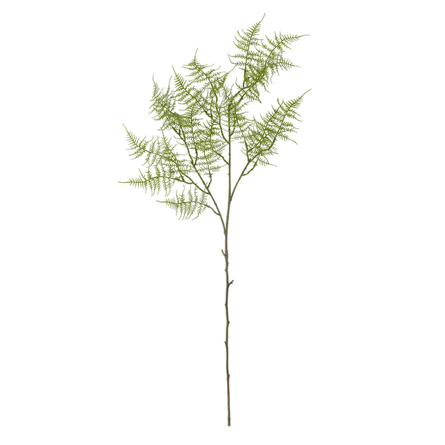 Fern bregne, 89cm