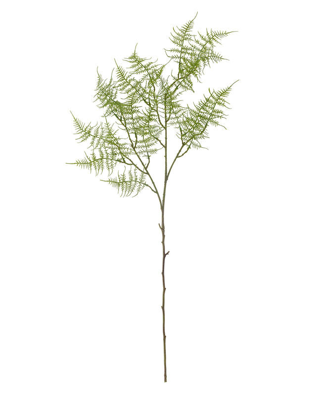 Fern bregne, 89cm